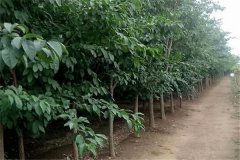 流蘇樹(shù)是什么樹(shù)、幾年開(kāi)花 流蘇樹(shù)的寓意和象征