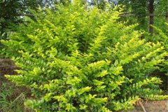 女貞是喬木還是灌木？女貞樹簡(jiǎn)介