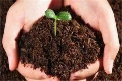 生活中有哪些有機肥可以利用？