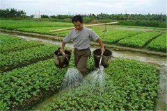 施用沖施肥的優(yōu)點(diǎn)，怎樣沖施肥料不浪費(fèi)？