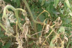 大棚番茄晚疫病癥狀！大棚番茄晚疫病防治要點(diǎn)