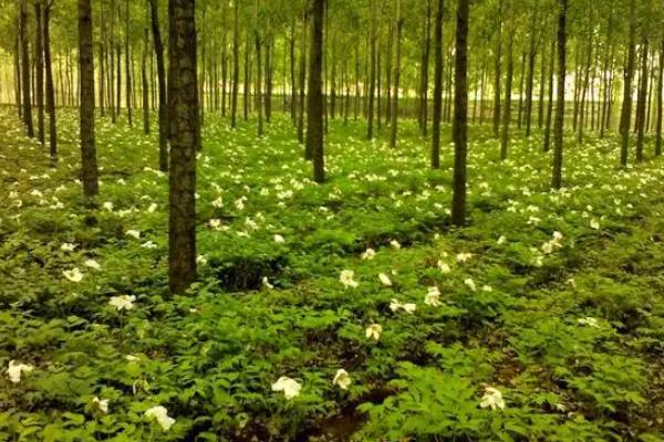 樹蔭下面可以種什么糧食