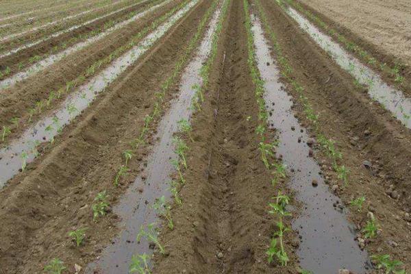 辣椒對(duì)生長條件的要求