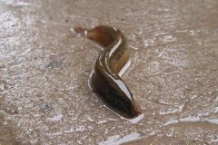 泥鰍一般可以活幾年呢？泥鰍的養(yǎng)殖前景如何？