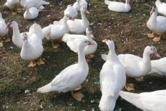 番鴨會游泳嗎？番鴨壽命有多長？