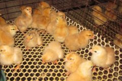 小雞能曬太陽嗎?孵小雞多少天可以出殼