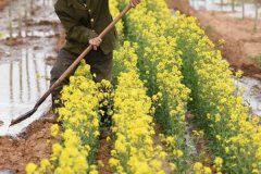 陰性植物有哪些，樹蔭下種什么植物好？