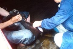 淘汰公羊去勢(shì)有哪些好處？淘汰種公羊去勢(shì)方法