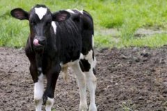 如何預(yù)防新生牛犢拉稀、牛犢拉稀用什么藥用藥