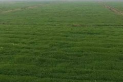 什么是基本農(nóng)田，基本農(nóng)田可以種植什么作物？