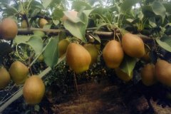 紅香酥梨的優(yōu)點與特點，紅香酥梨種植技術(shù)要點