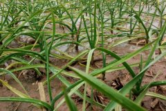 種植大蒜需不需要控旺，大蒜控旺用什么藥最好