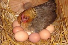 雞生軟蛋是怎么回事 雞下軟蛋怎么辦、如何防治