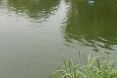 魚塘水變綠是怎么回事、怎么處理 對魚有影響嗎