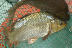 魚類怎樣繁殖下一代，魚類繁殖方式有哪幾種