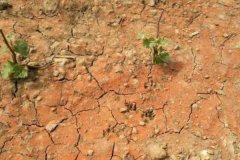 過(guò)度使用氮肥會(huì)引起土壤板結(jié)嗎？氮肥的作用