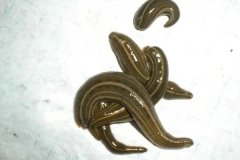 水蛭和螞蟥一樣嗎？水蛭螞蟥的捕捉方法