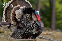 火雞的原產(chǎn)地是哪里，火雞的主要品種有哪些