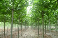 法桐是常綠還是落葉植物，法桐樹葉有什么用途