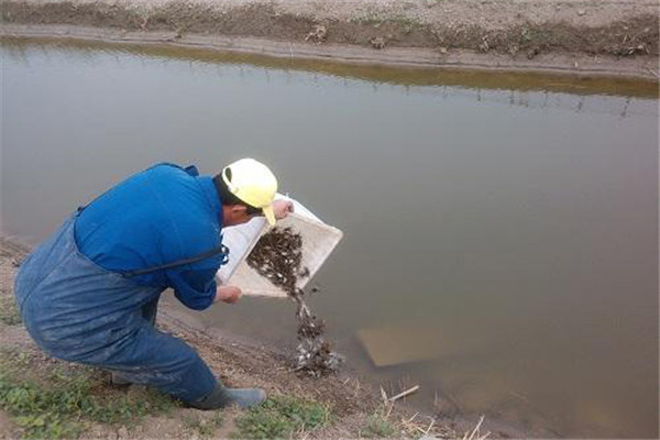 選擇優(yōu)質苗種