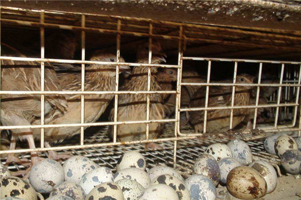 怎樣讓鵪鶉冬季不歇產(chǎn)，飼養(yǎng)管理要采取的措施