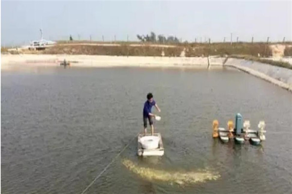 清理池塘，施藥消毒