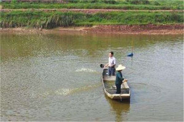 適時注水，及時施肥