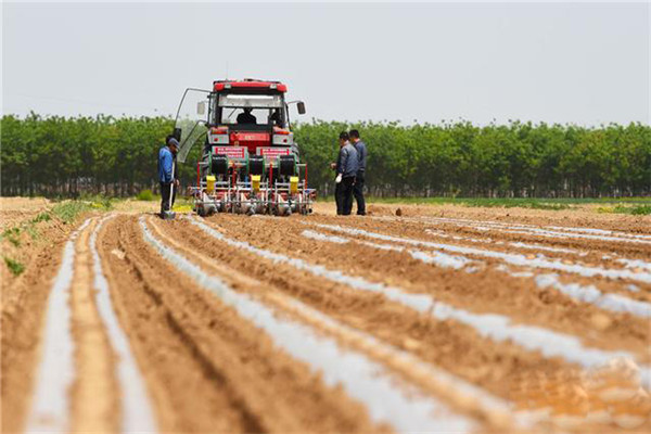 棉花栽培如何選地、作壟