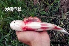 草魚(yú)出血病怎么治療，有哪些癥狀？