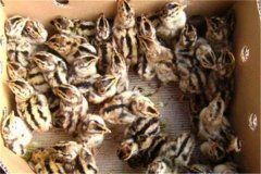 鵪鶉育雛技術(shù)要點(diǎn)：育雛濕度、溫度與密度要求