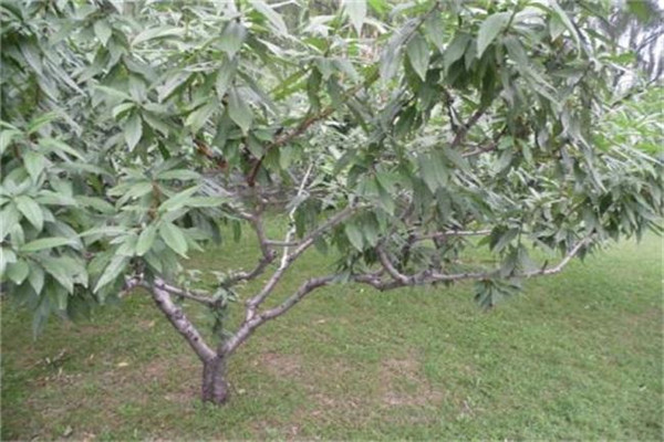 如何防治油桃缺鉀癥卷葉