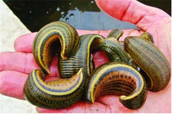 水蛭的生物學(xué)特性、繁殖特性