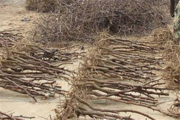 棗苗質(zhì)量要過關