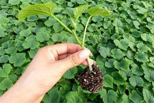 黃瓜嫁接前秧苗的標(biāo)準