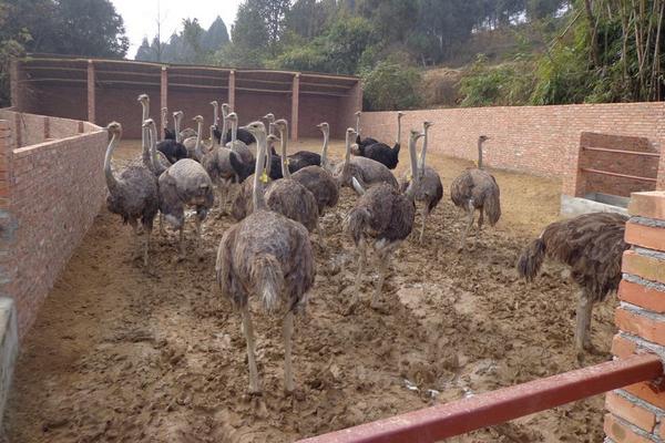 鴕鳥養(yǎng)殖相關手續(xù)怎么辦理