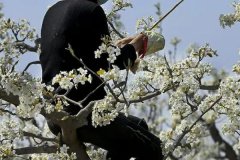 果樹增甜用什么肥料？果樹增產(chǎn)增甜處理方法