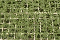 西紅柿育苗時間和方法，西紅柿育苗需注意事項