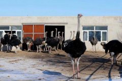 駝鳥養(yǎng)殖需要辦什手續(xù) 怎么辦理,如何養(yǎng)殖駝鳥