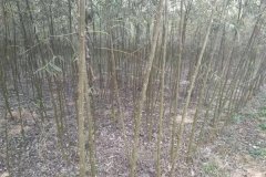 知了猴什么時(shí)候出土，知了猴在什么樹上多