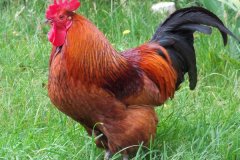 公雞打鳴的原因是什么，怎么制止公雞打鳴