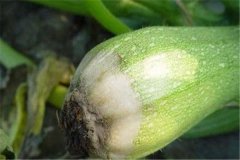 西葫蘆灰霉病是由什么引起的，有什么癥狀