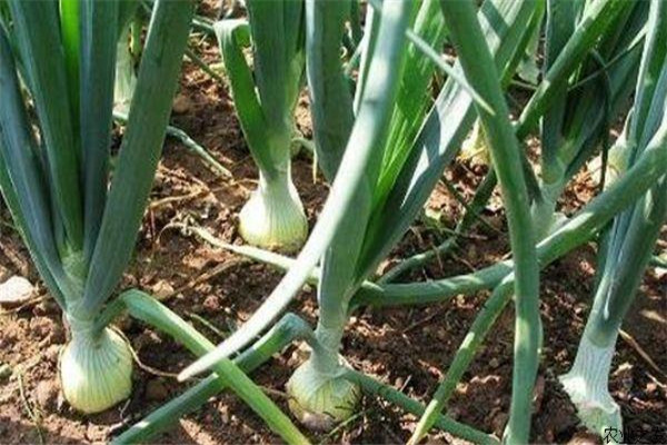 洋蔥的特性有哪些？洋蔥定植時間需要注意什么