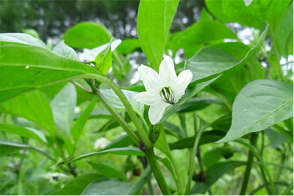 加強防治病蟲害