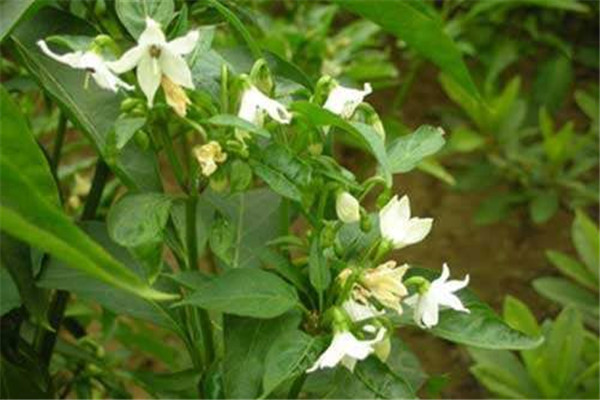 辣椒瘋長(zhǎng)、落花不坐果是什么原因