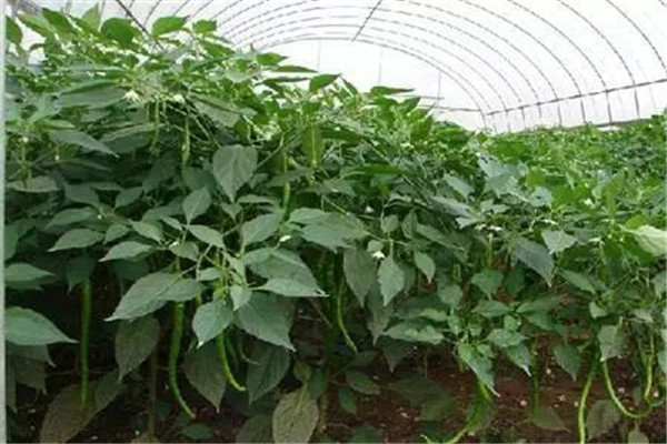 辣椒瘋長(zhǎng)、落花不坐果的解決辦法