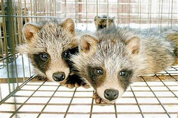 貉的引種應(yīng)該注意哪些問(wèn)題