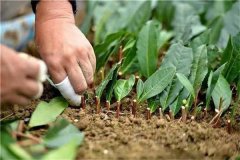 含笑的繁殖方法 含笑如何扦插與壓條?