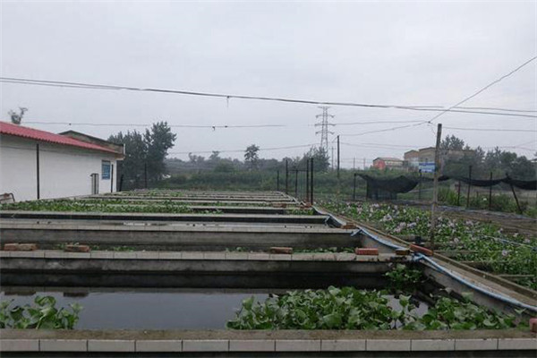 如何建造泥鰍養(yǎng)殖池？