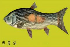 養(yǎng)殖魚類怎樣防治赤皮??？如何預防？