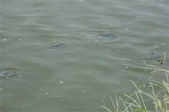 如何預(yù)測(cè)和觀察魚(yú)類的浮頭